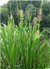 Wild Rice Identification